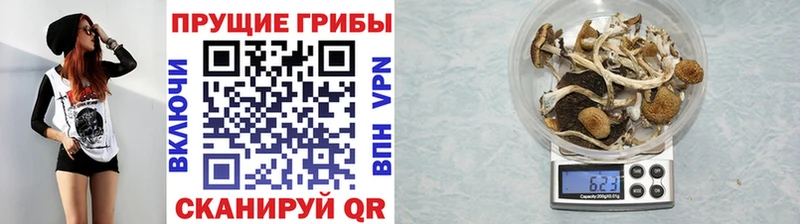 Псилоцибиновые грибы мицелий где продают наркотики Волосово